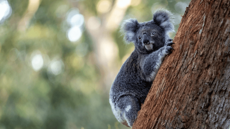 Koala Tour